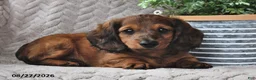 Miniature Dachshund dogs for sale: Chucky - Ad 4