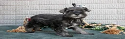 Miniature Schnauzer dogs for sale: Molly - Ad 3