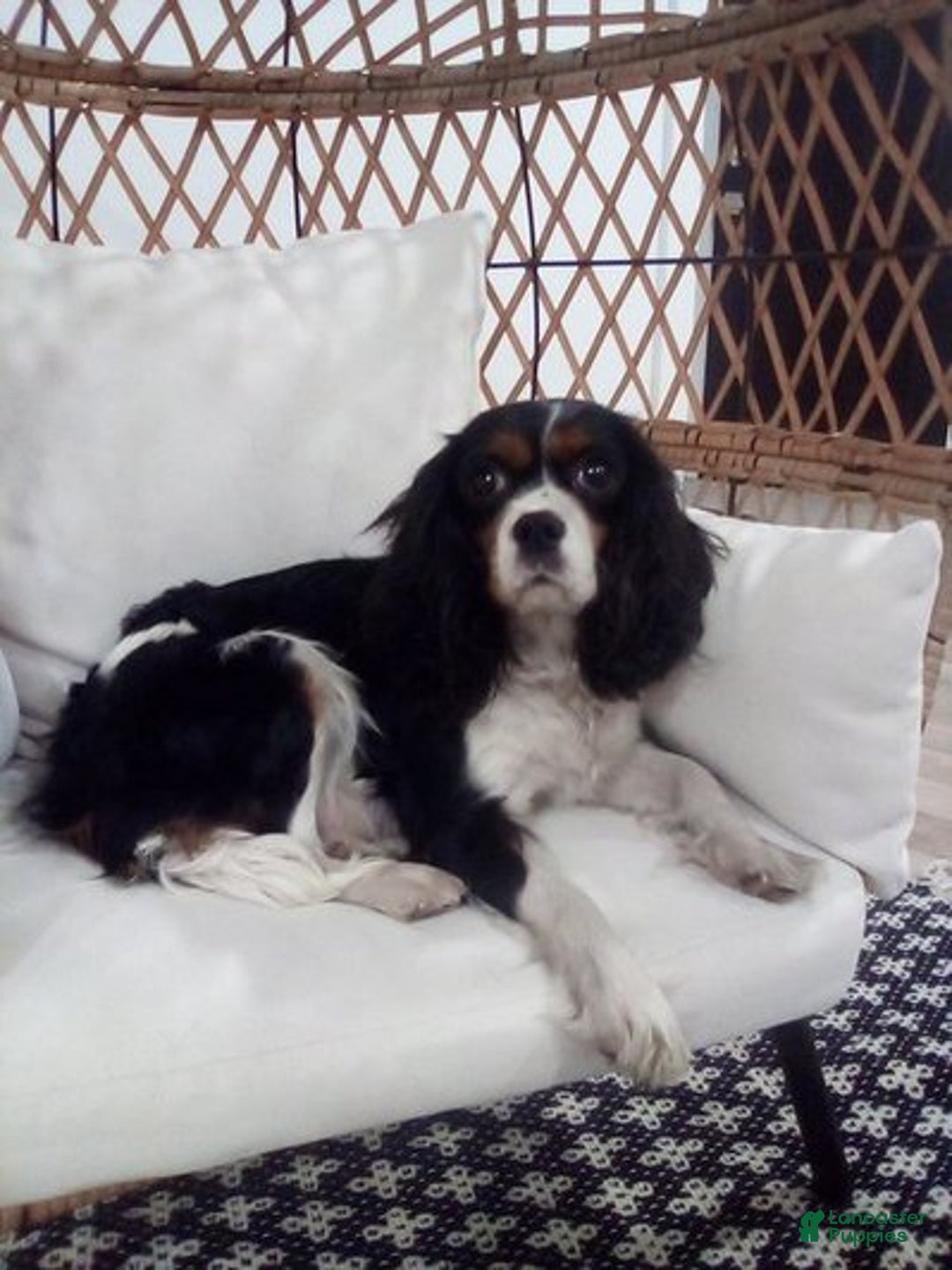 Cavalier King Charles Spaniel dogs for sale: Cavalier King Charles Spaniel Puppy 1 - Ad 12