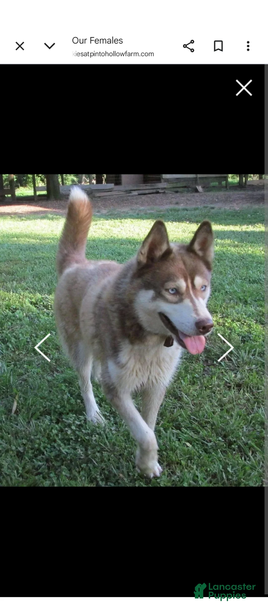 Siberian Husky dogs for sale: Siberian Husky Puppy 1 - Ad 12
