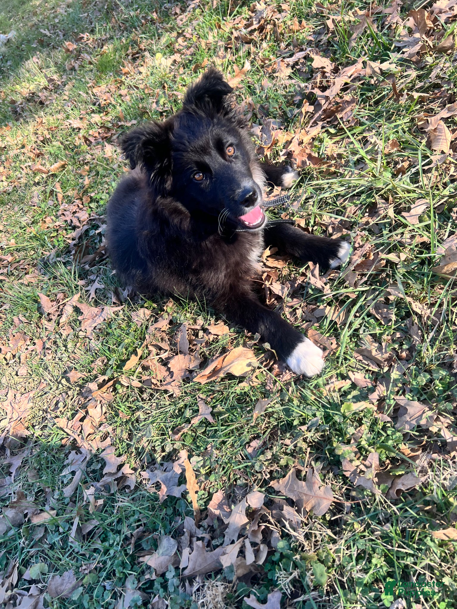Mixed Breed dogs Xeno - Ad 26