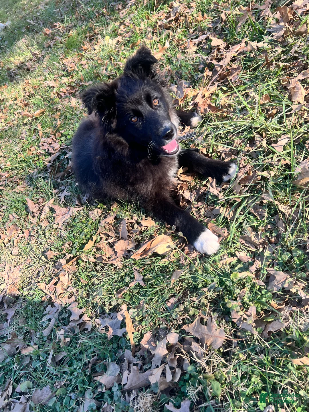 Mixed Breed dogs for sale: Xeno - Ad 1