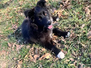 Mixed Breed dogs Xeno - Ad 26