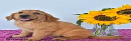Golden Retriever dogs for sale: Candy - Ad 4