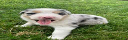 Australian Shepherd dogs for sale: Wolfie  - Ad 7