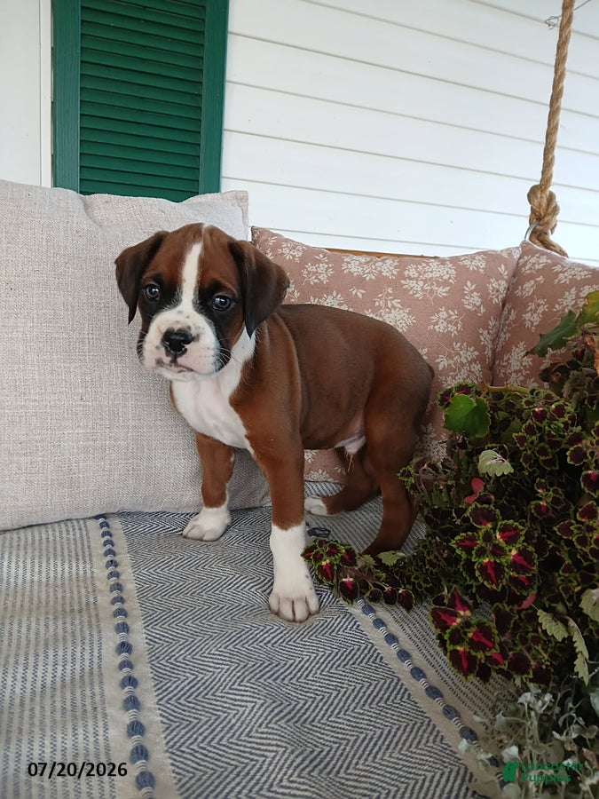Boxer dogs Eclipse - Ad 2