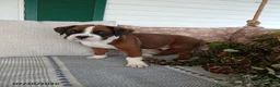 Boxer dogs for sale: Eclipse - Ad 2