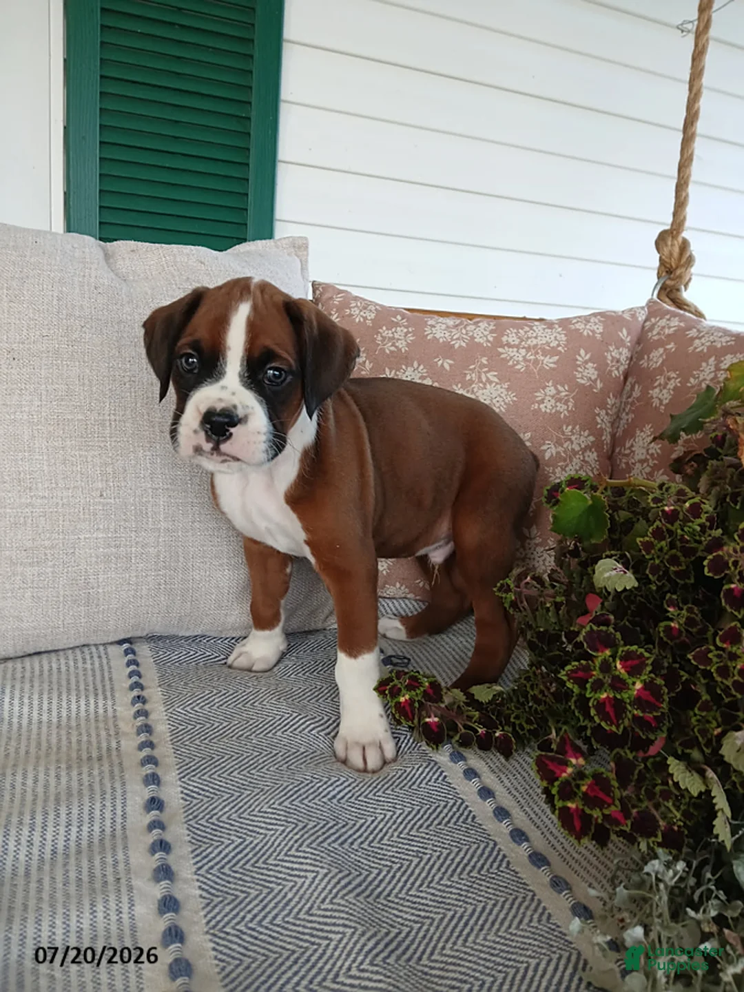 Boxer dogs for sale: Eclipse - Ad 2