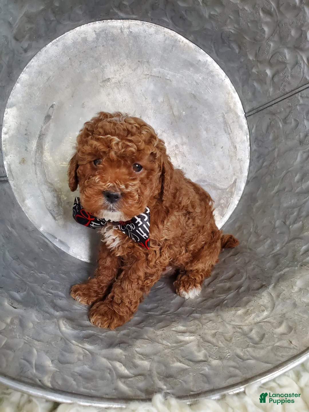 Toy Poodle dogs for sale: Joey - Ad 1