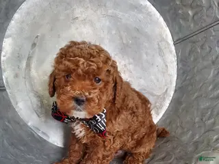 Toy Poodle dogs Joey - Ad 10