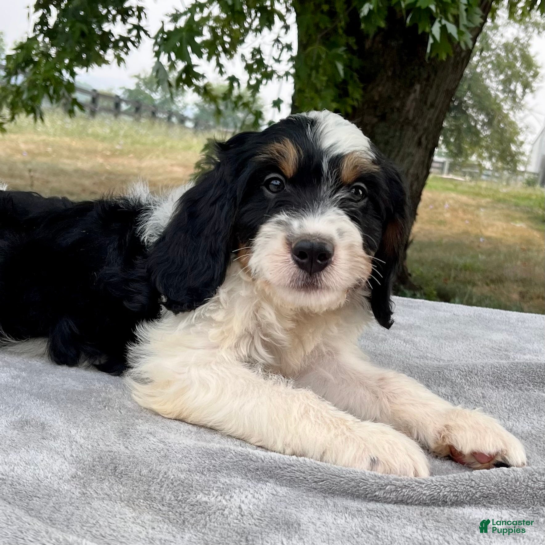 Bernedoodle dogs Austin - Ad 1