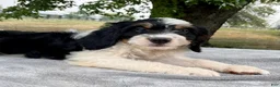 Bernedoodle dogs for sale: Austin - Ad 1