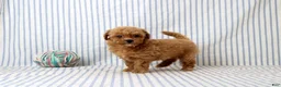 Shihpoo dogs for sale: Patrick - Ad 4