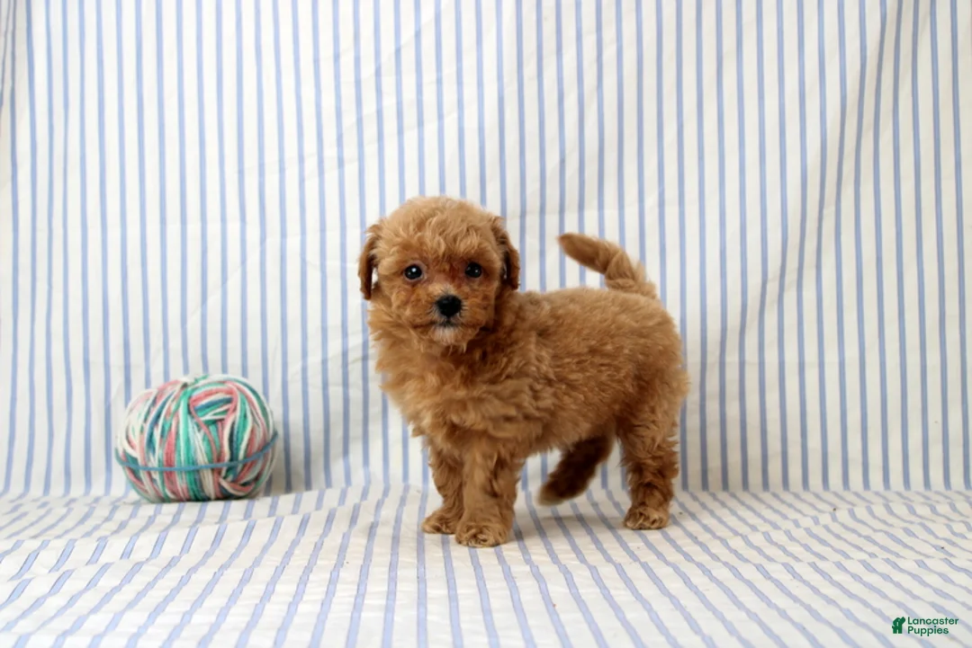 Shihpoo dogs for sale: Patrick - Ad 4