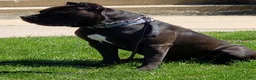 Cane Corso dogs for sale: Cane Corso 1 - Ad 3