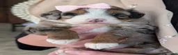 Mini Bernedoodle dogs for sale: Mini Indy  - Ad 24