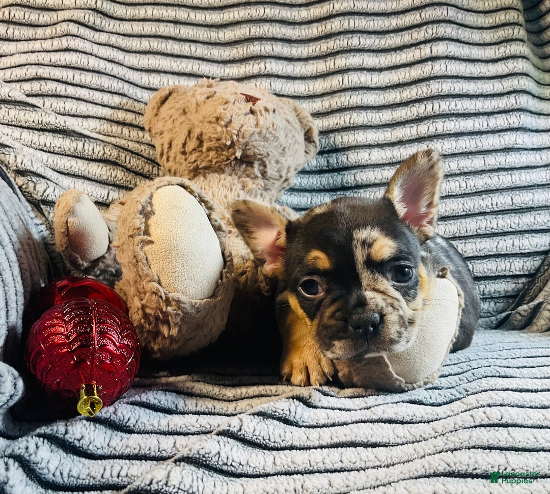 French Bulldog dogs for sale: MILA  - Ad 9