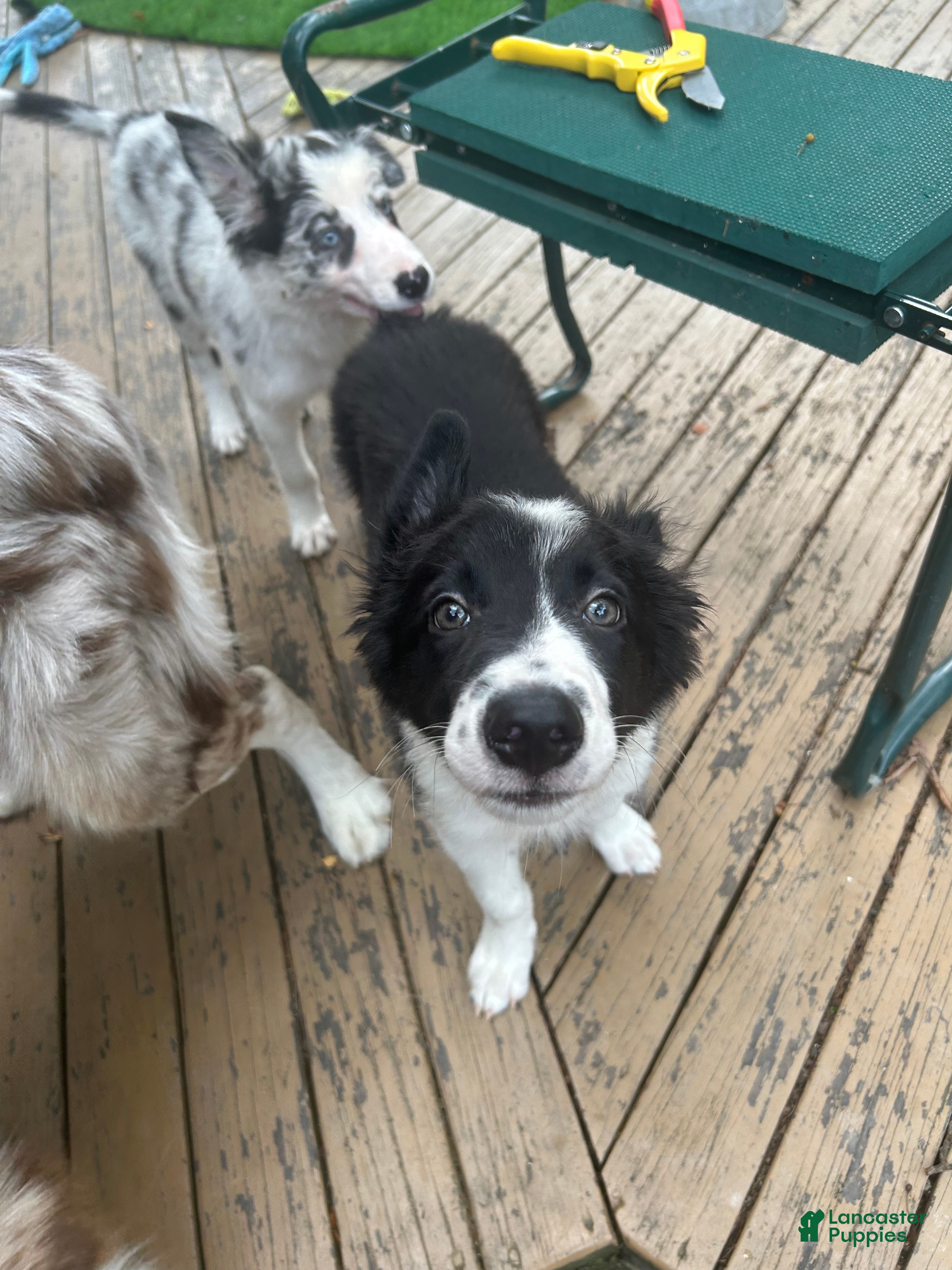 Border Collie dogs Jedi - Ad 2