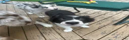Border Collie dogs for sale: Jedi - Ad 2