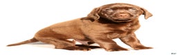 Labrador Retriever dogs for sale: Spice - Ad 7