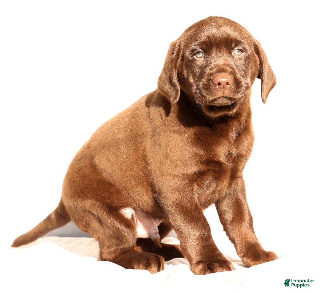 Labrador Retriever dogs for sale: Spice - Ad 7