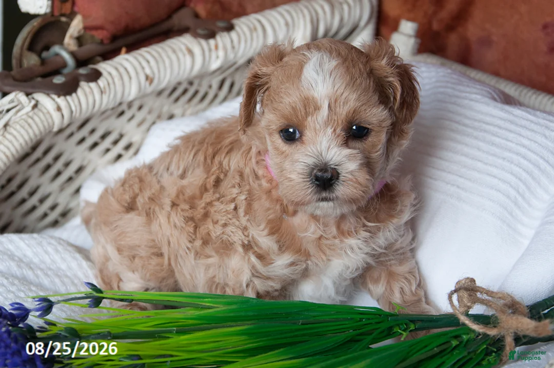 Maltipoo dogs for sale: Darcy - Ad 1