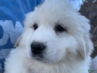 Great Pyrenees dogs Great Pyrenees Puppy 1 - Ad 29