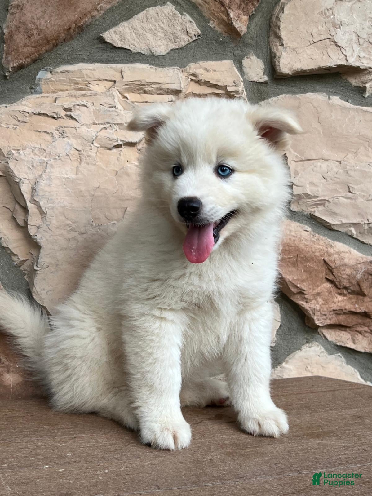Pomsky dogs Surf - Ad 1