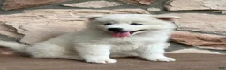 Pomsky dogs for sale: Surf - Ad 1