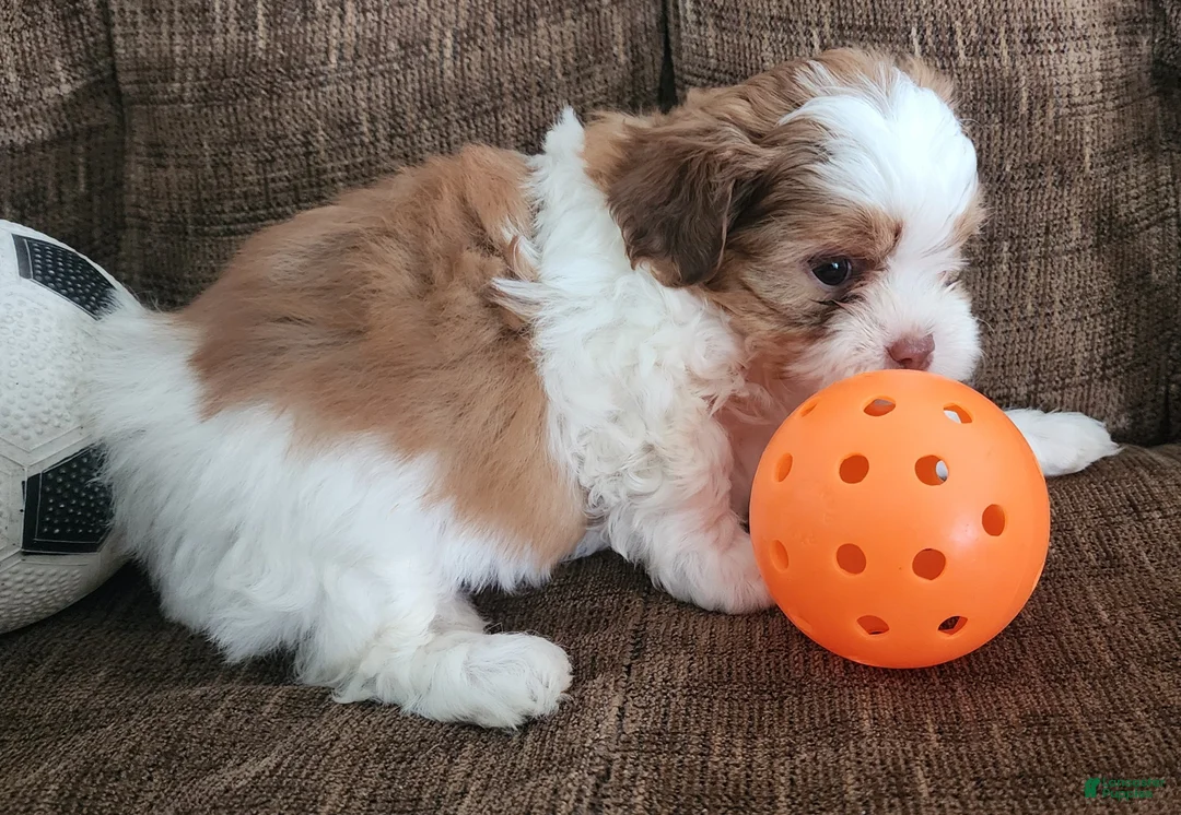Shihpoo dogs for sale: HONEY - Ad 7