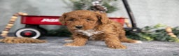 Mini Goldendoodle dogs for sale: Victor - Ad 3