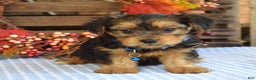 Yorkshire Terrier dogs for sale: Dasher - Ad 10