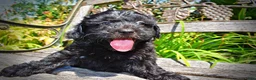 Havapoo dogs for sale: Isabella - Ad 6