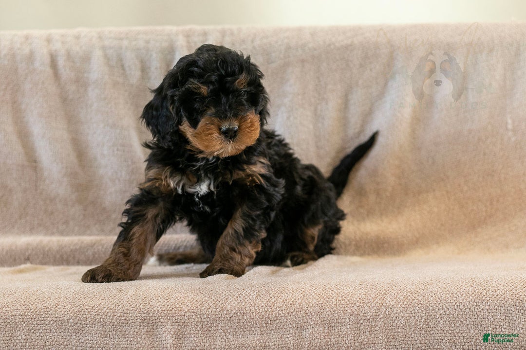 Bernedoodle dogs for sale: Cinderella - Ad 6