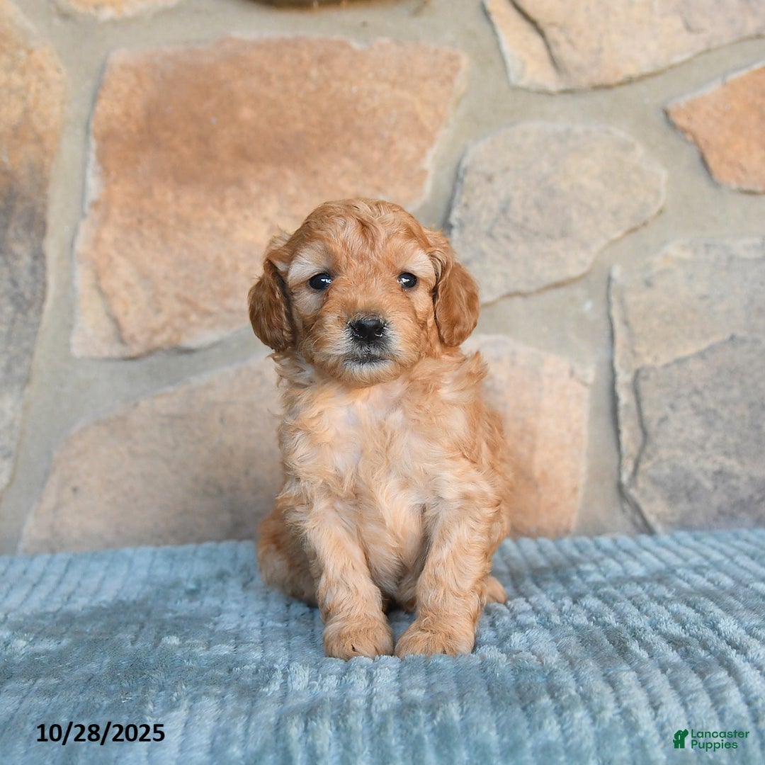 Mini Goldendoodle dogs for sale: Serena   - Ad 9