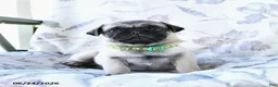 Pug dogs for sale: Wayne - Ad 5