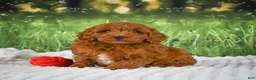 Mini Goldendoodle dogs for sale: Cooper - Ad 3