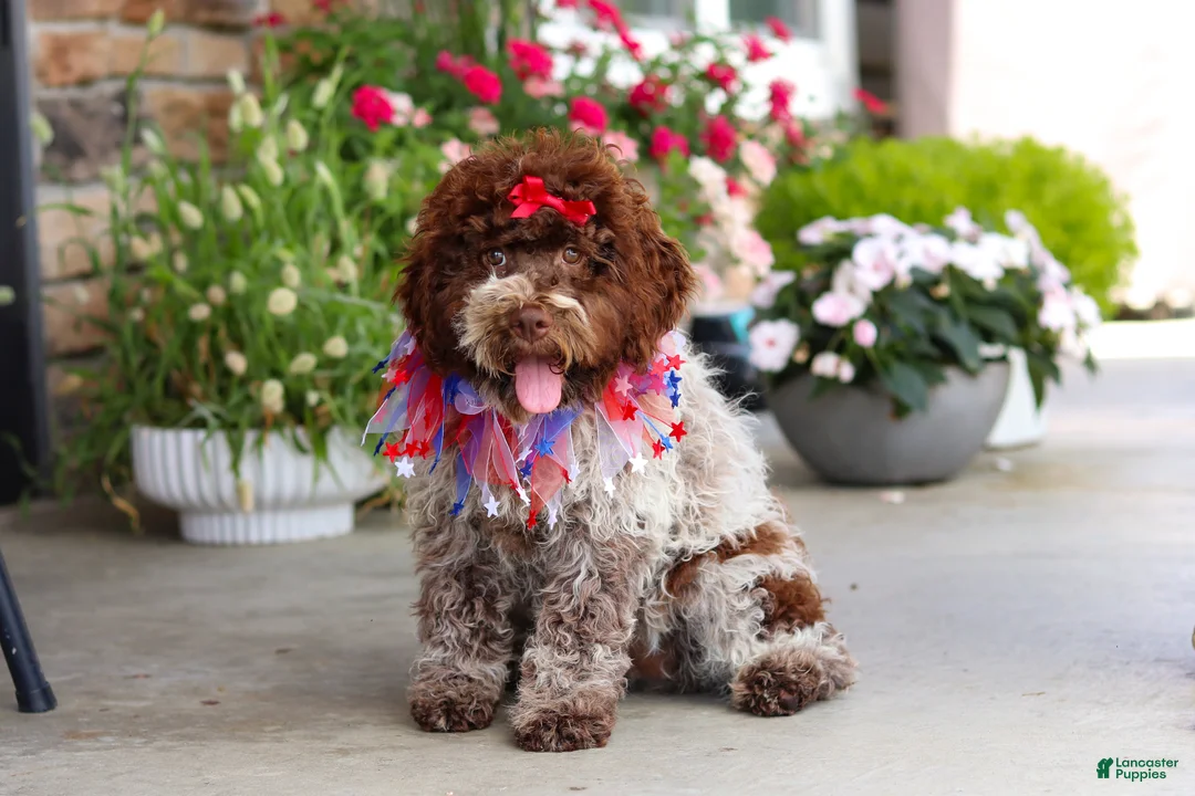Lagotto Romagnolo dogs for sale: Layla - Ad 1