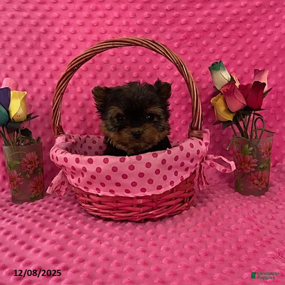 Yorkshire Terrier dogs for sale: Lilly TEACUP - Ad 1