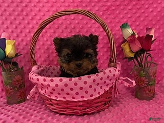 Yorkshire Terrier dogs Lilly TEACUP - Ad 5