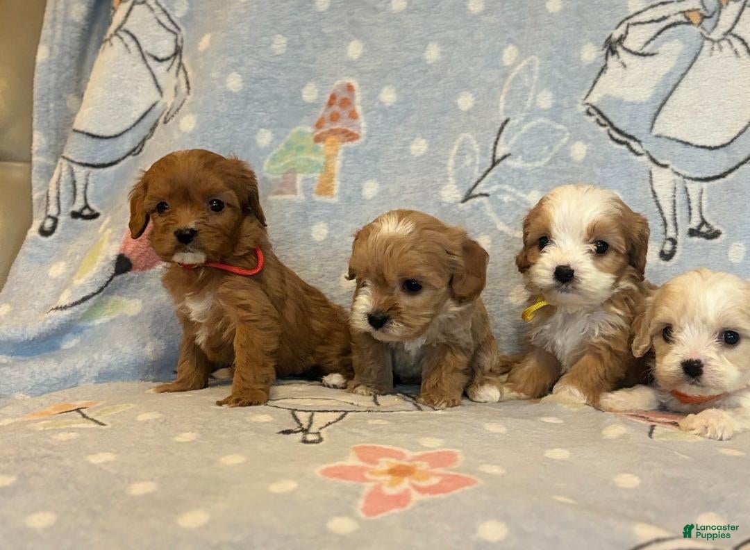 Cavapoo dogs for sale: Bill - Ad 14