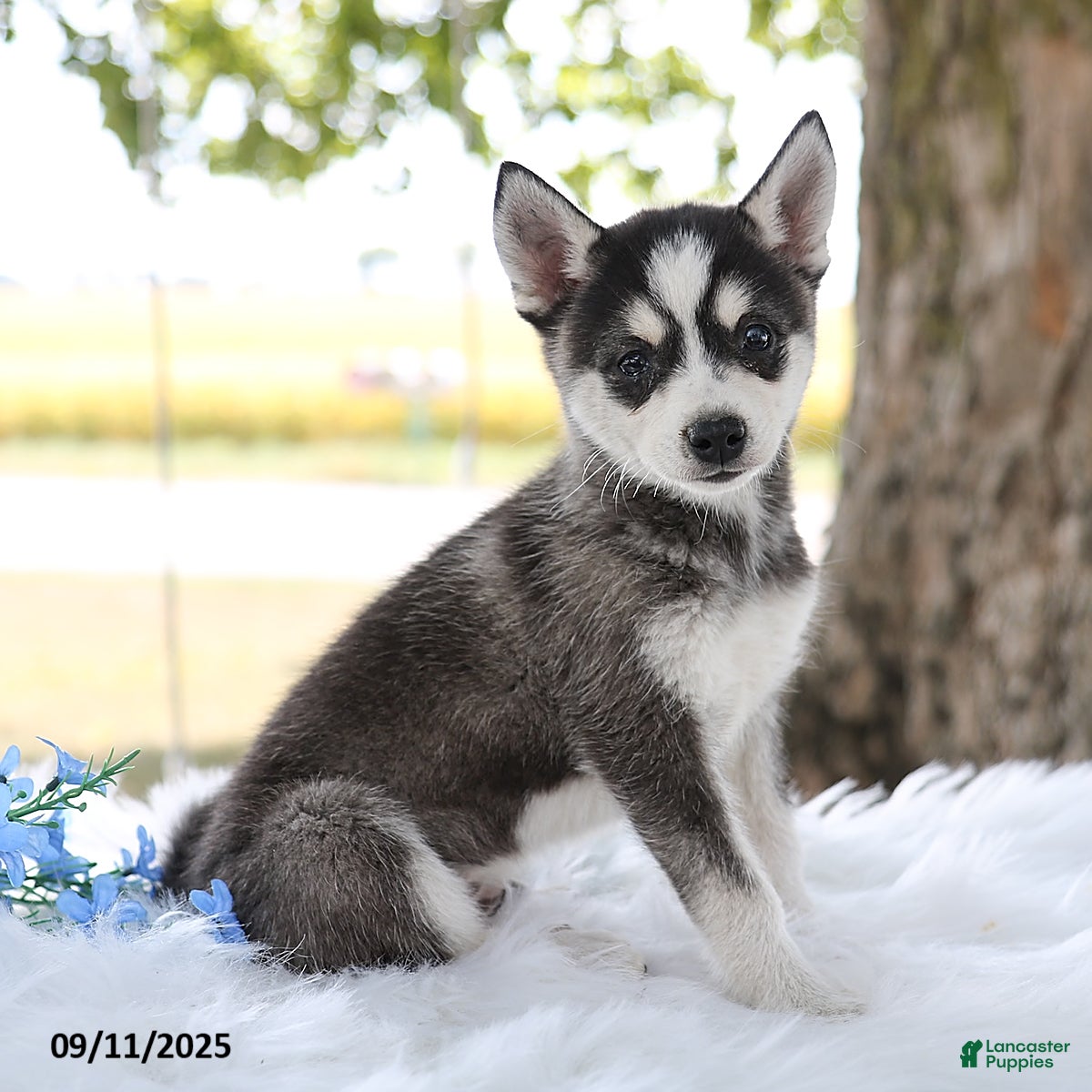 Alaskan Klee Kai Puppies for sale Lancaster Puppies