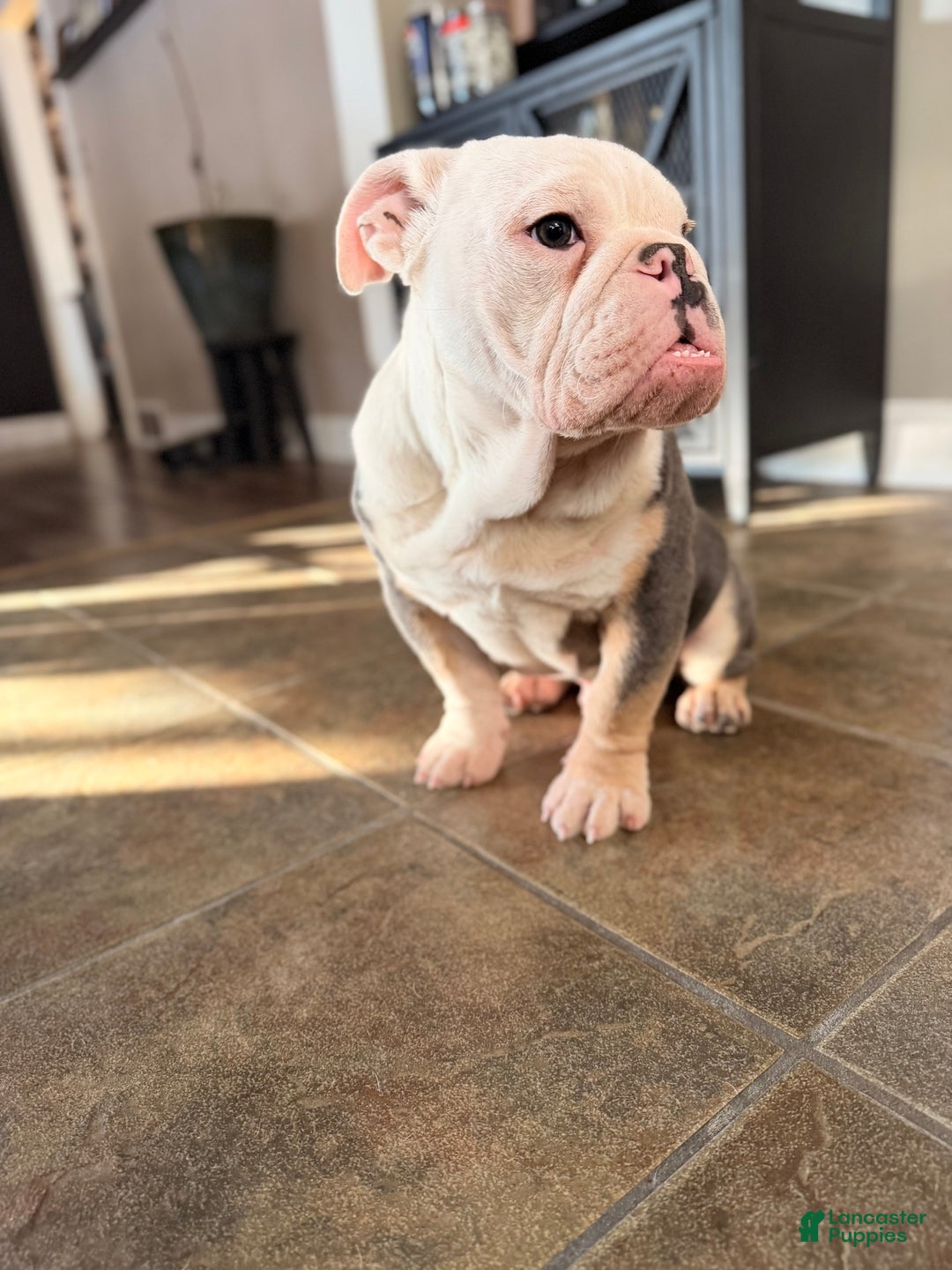 English Bulldog dogs for sale: Banksy - Ad 6