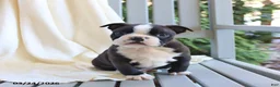 Boston Terrier dogs for sale: Cash - Ad 5