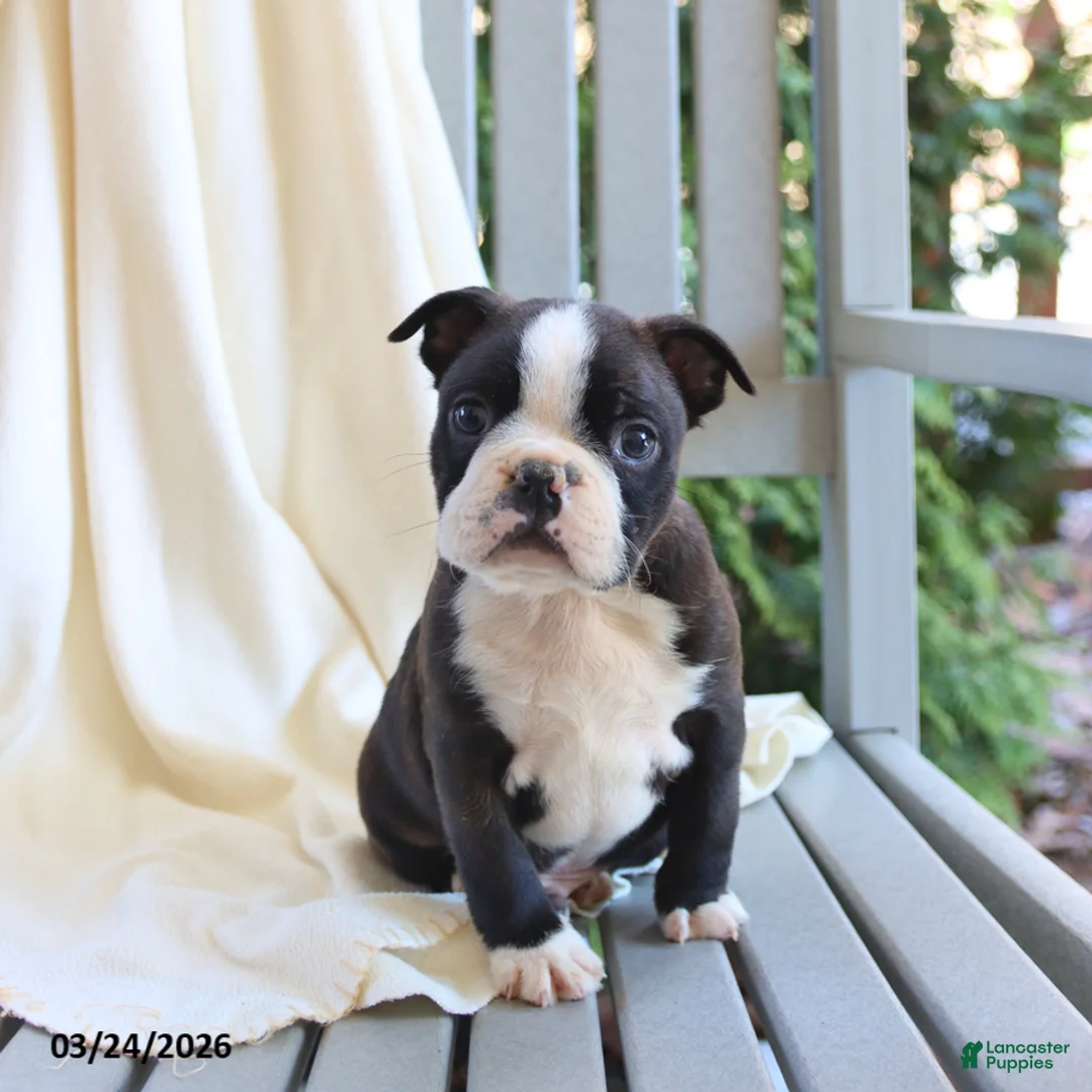Boston Terrier dogs for sale: Cash - Ad 5