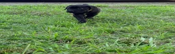 Cane Corso dogs for sale: Dean AKC green collar - Ad 4