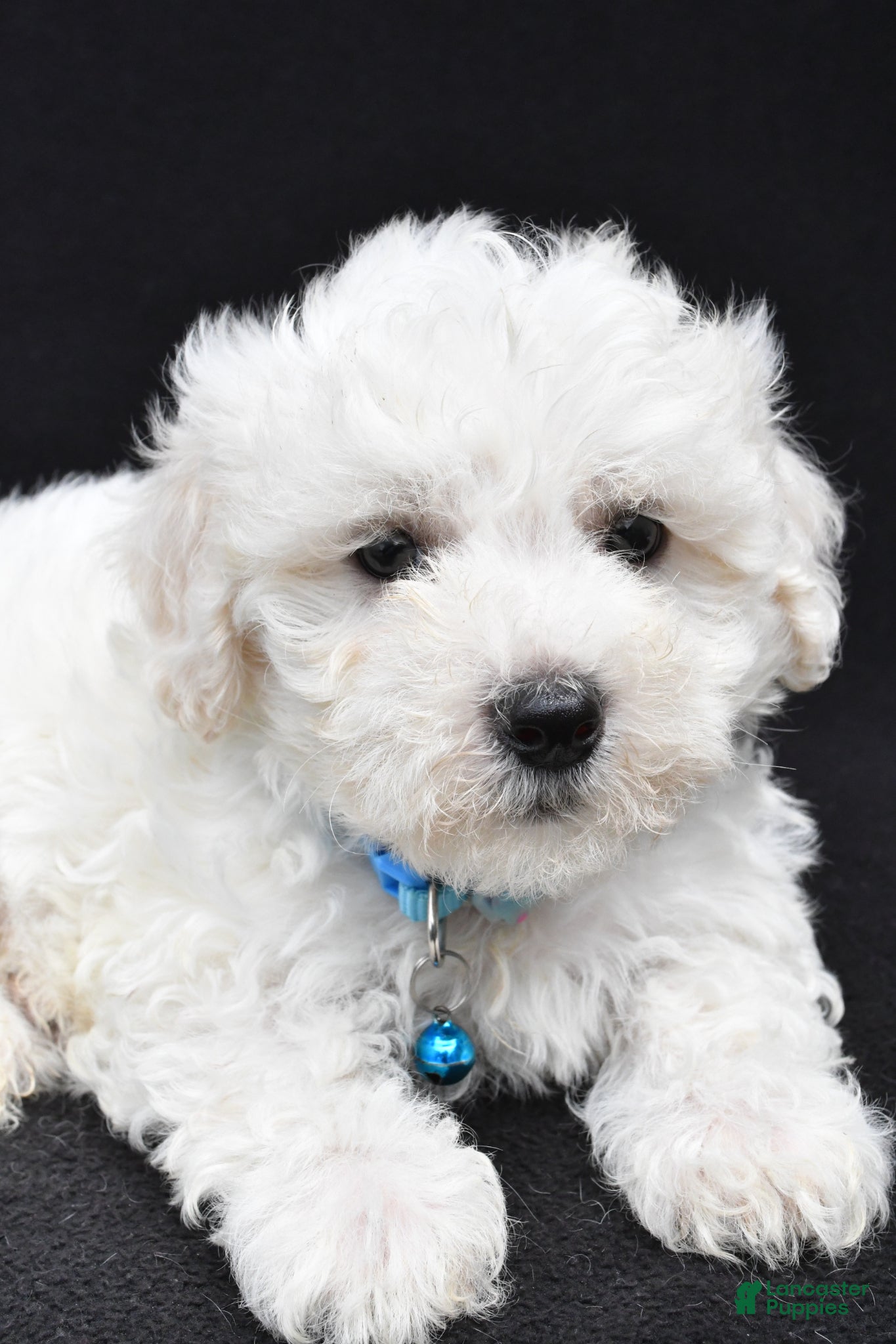 Maltipoo dogs Bryson - Ad 2