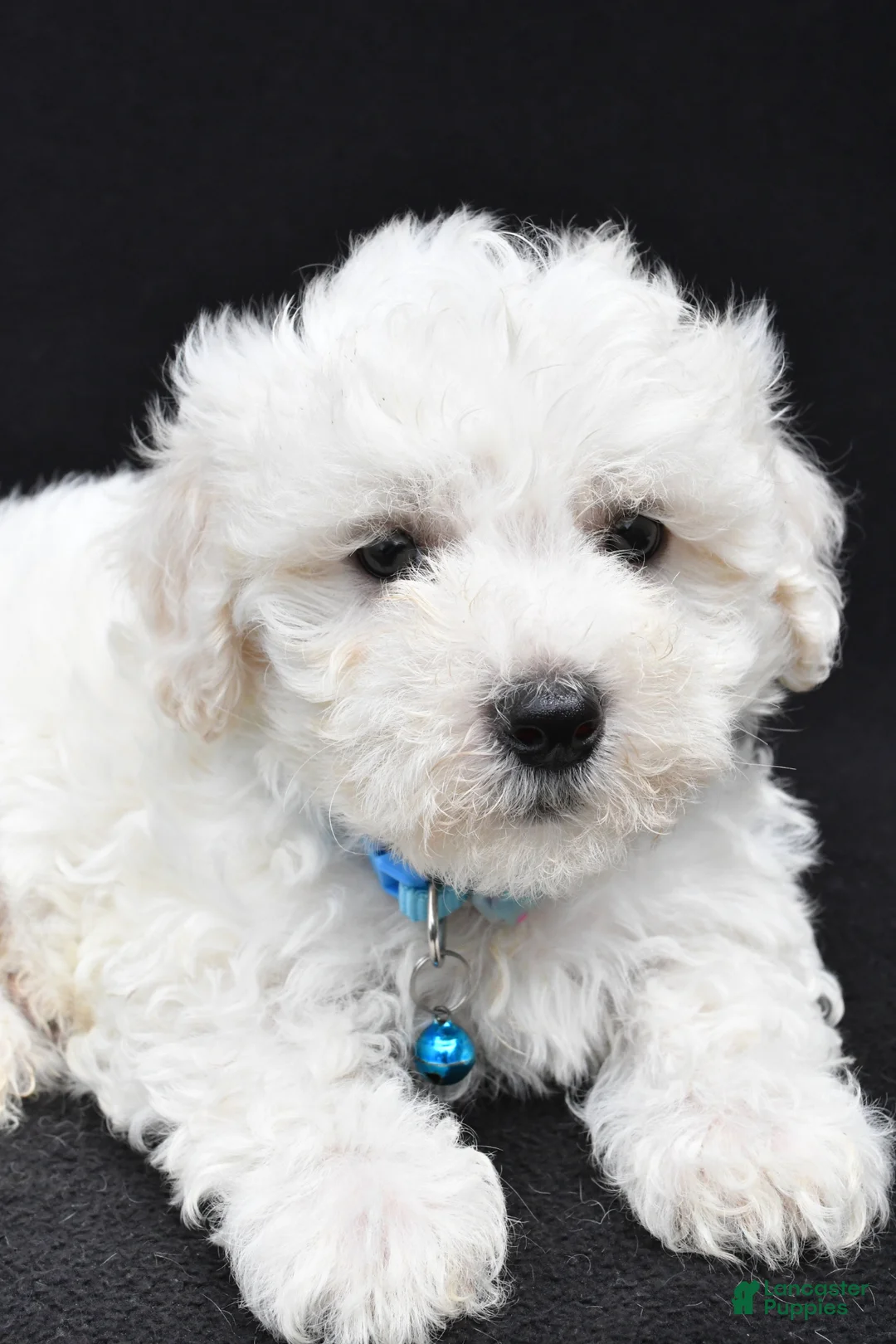 Maltipoo dogs for sale: Bryson - Ad 2