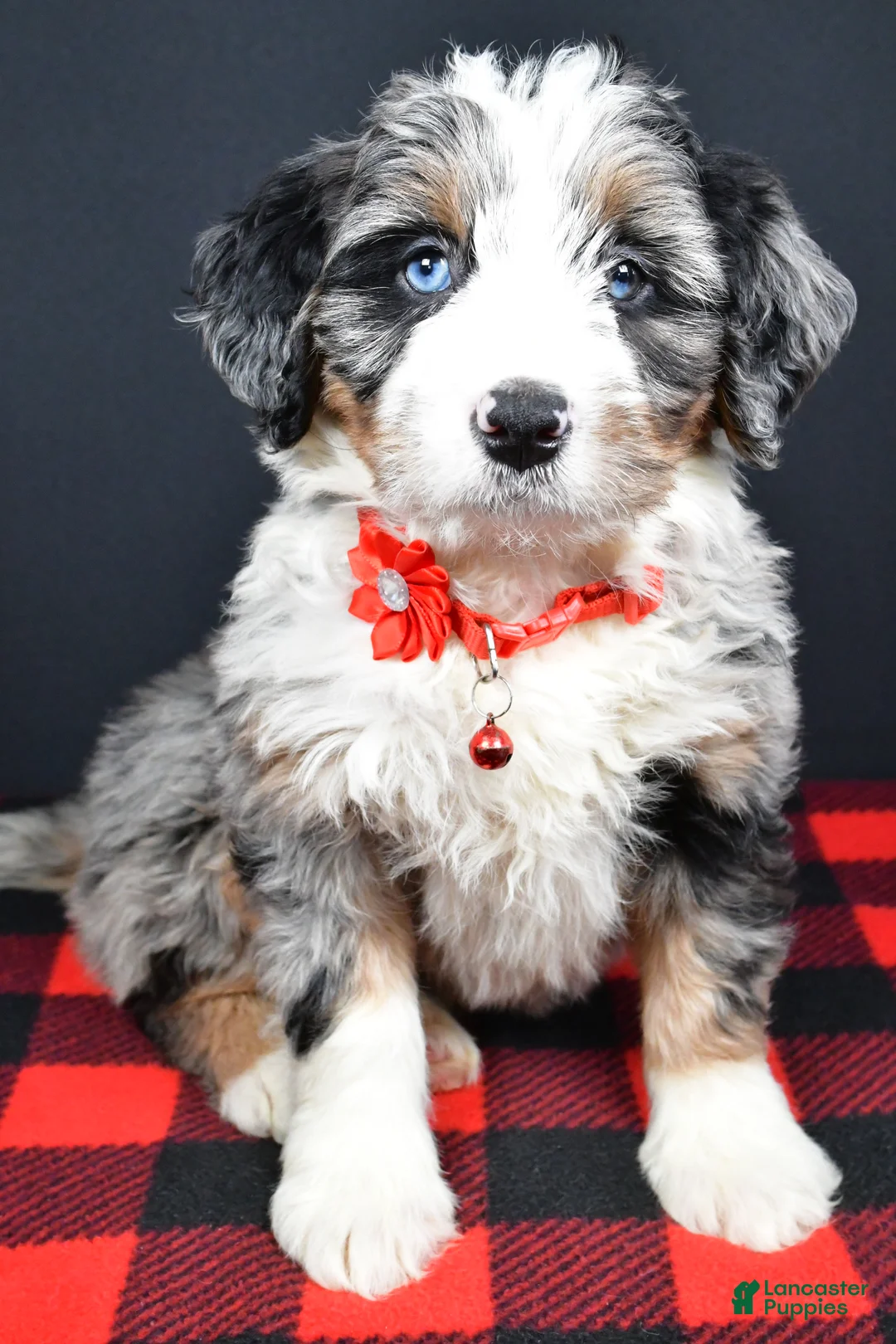Mini Bernedoodle dogs for sale: Brianna - Ad 7