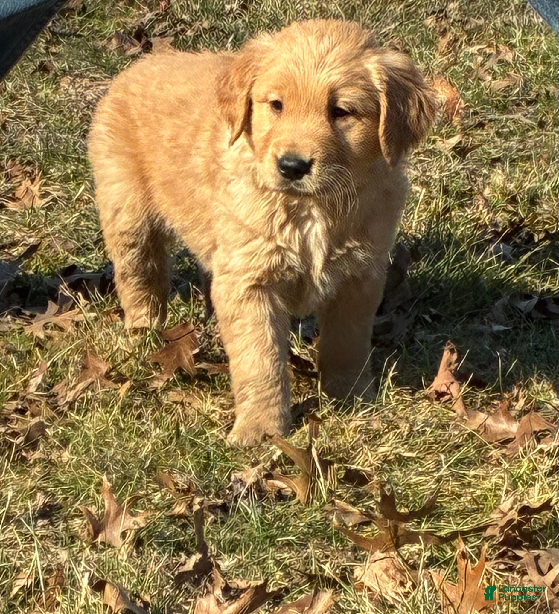 Golden Retriever dogs Arrow - Ad 2